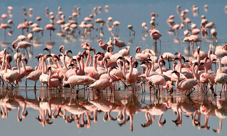Flamingo